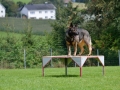Rettungshunde-Staatsmeisterschaft_501