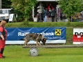 Rettungshunde-Staatsmeisterschaft_498