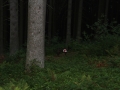E7D_4071.JPG